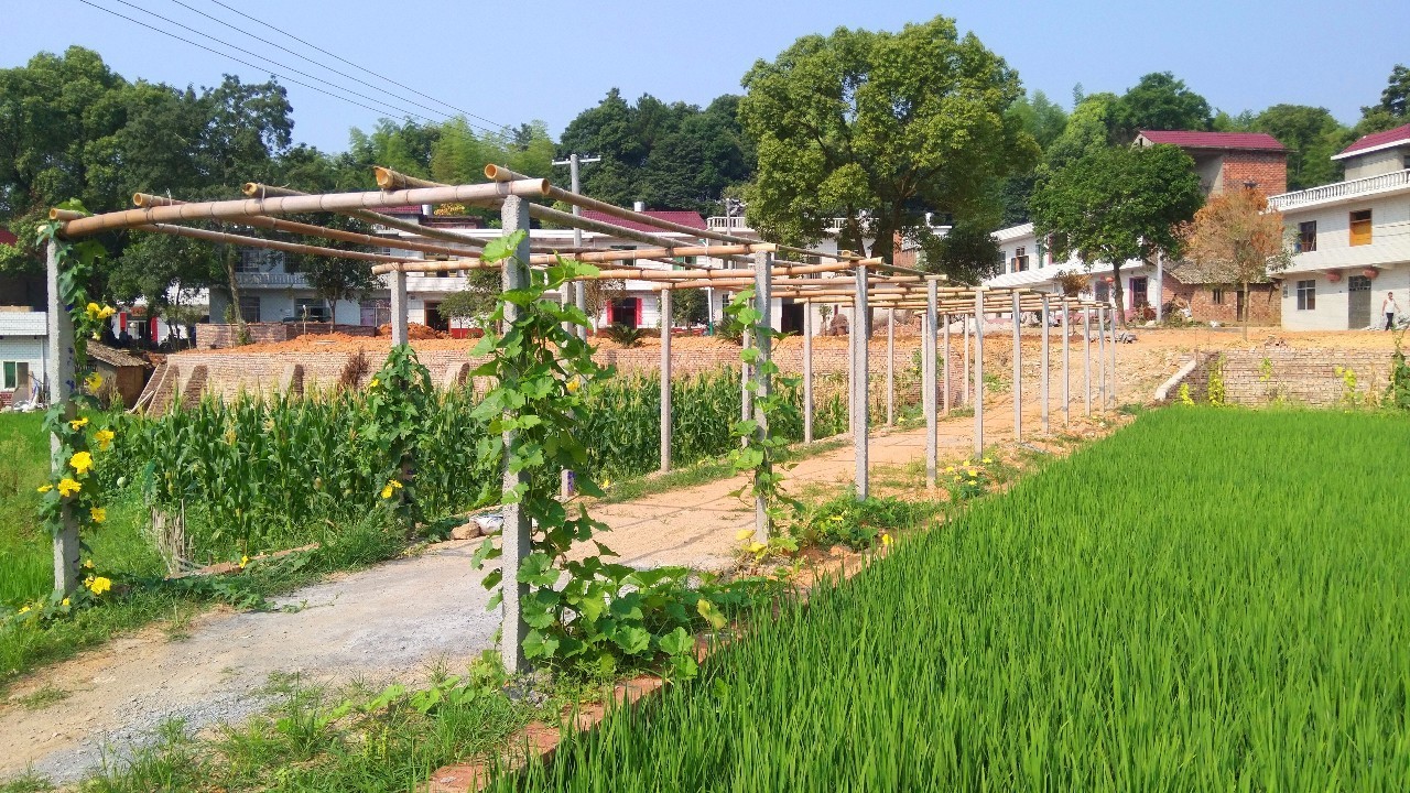 乡村建设方案_梁漱溟乡村建设中心_梁漱溟乡村建设理论