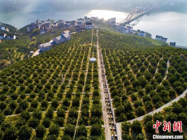三峡库区湖北秭归：智慧农业释放“红利”