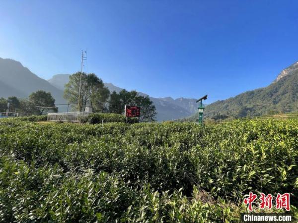 三峡库区湖北秭归：智慧农业释放“红利”