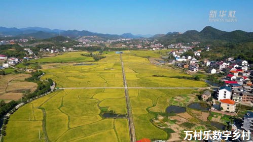 农业振兴攻略：产业结构优化与市场拓展之路