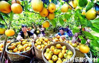 为乡村振兴装上“数字引擎”——重庆大力推进数字乡村建设 为乡村振兴装上“数字引擎”——重庆大力推进数字乡村建设