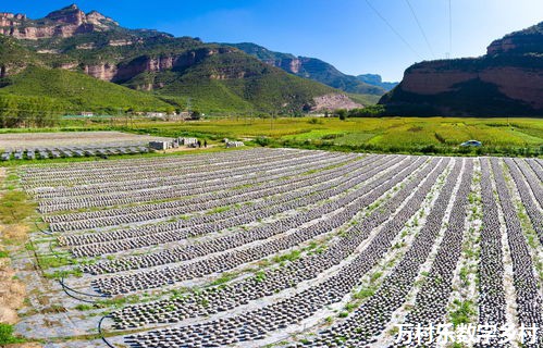 打造数字乡村样板,长清“先行一步”