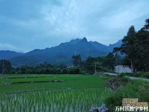 年中经济观察：乡村全面振兴扎实推进